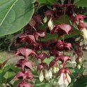 Leycesteria formosa fleur P1A P17 (2)